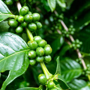 hallowach-kaffee-peru-staiy-dekarldent-almanarabica-kaffeepflanze